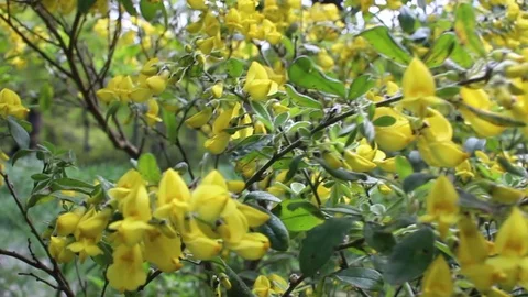 Yellow flowers on a tree Stock Footage 129530281