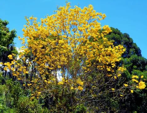 Yellow flowers tree Stock Photos