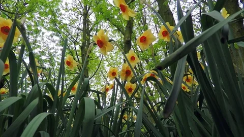 Yellow Flowers Under Trees in Park Stock Footage