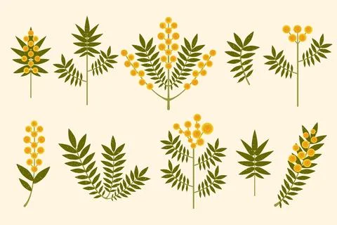 Yellow flowers vector set. Modern symmetrical Mimosa flowers and leaves on Stock Illustration