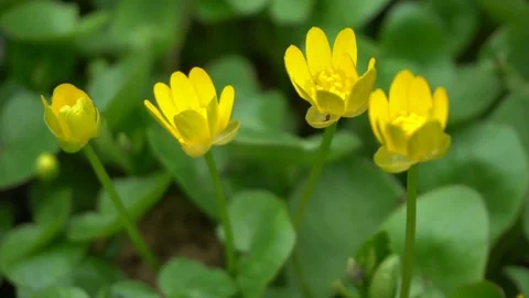 Yellow flowers vibrate from the wind Video stock 74681083