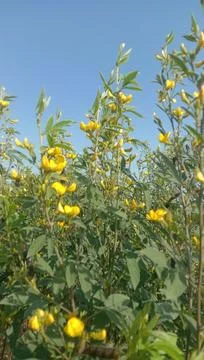The yellow flowers view Stock Photos