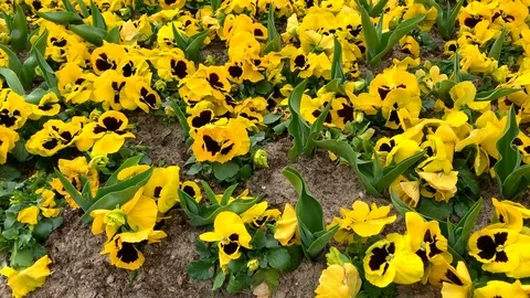 Yellow flowers to Wasserturm Mannheim Stock Footage 126568382