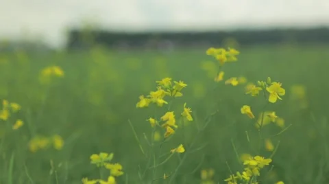 Yellow flowers waving in breeze Stock Footage 48767772