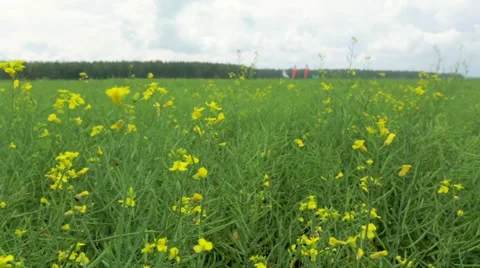 Yellow flowers waving in breeze Stock Footage 48767853