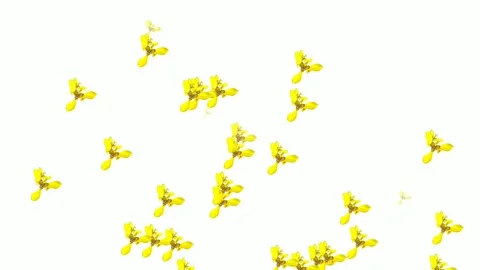 Yellow flowers on white background Stock Footage 142260594