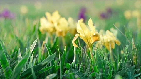 Yellow flowers of wild irises Stock Footage 75060593