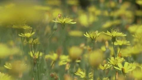 Yellow flowers in the wind (2) Vidéo 144673644