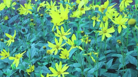 Yellow flowers in the wind 库存影片 34641840