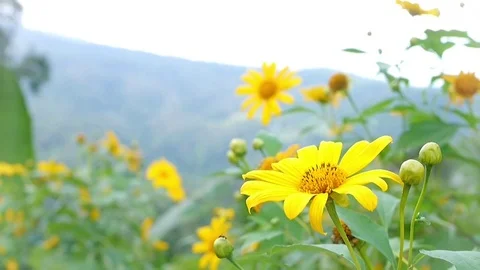 Yellow flowers in the wind. Stock Footage 70718805
