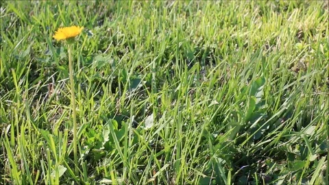 Yellow flowers in the wind Stock-Footage 78633464