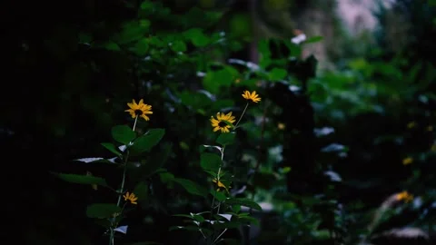 Yellow flowers in the wind 库存影片 139313227