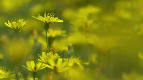 Yellow flowers in the wind Vidéo 144673599
