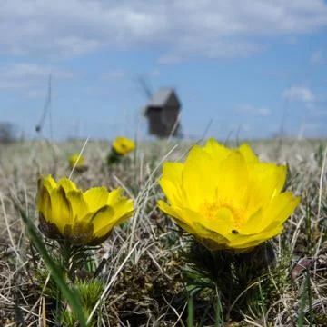 Yellow flowers at windmill Stock Photos
