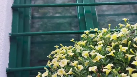 Yellow flowers on the window and the old bridge over the street Stock Footage 202065093