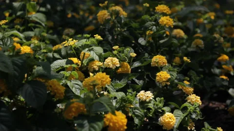 Yellow flowers on windy day 2 Stock Footage 39946556