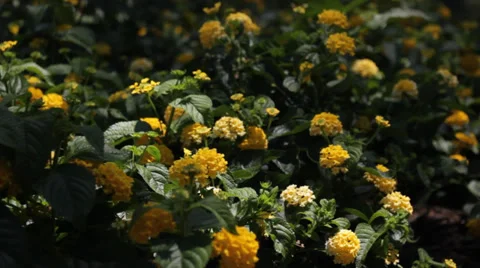 Yellow flowers on windy day Stock Footage 39946551