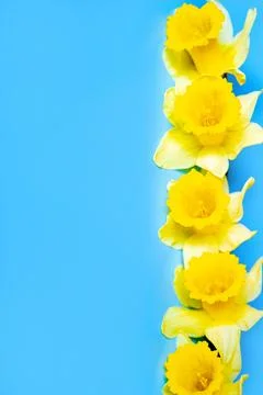 Yellow fluffy daffodils Stock Photos