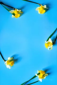 Yellow fluffy daffodils Foto stock