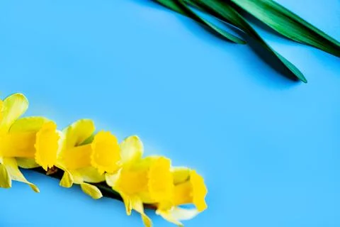 Yellow fluffy daffodils Foto stock