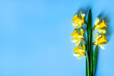 Yellow fluffy daffodils Stock Photos