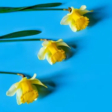Yellow fluffy daffodils Stock Photos