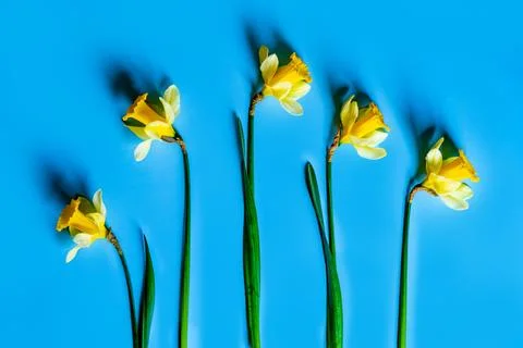 Yellow fluffy daffodils Stock Photos