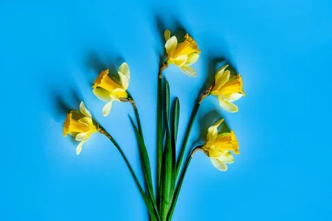 Yellow fluffy daffodils Foto stock