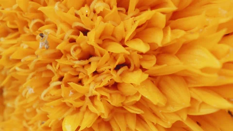 Yellow fluffy dwarf sunflower Teddy Bear sunflower Helianthus annuus close .. Stockbeeldmateriaal 342730386