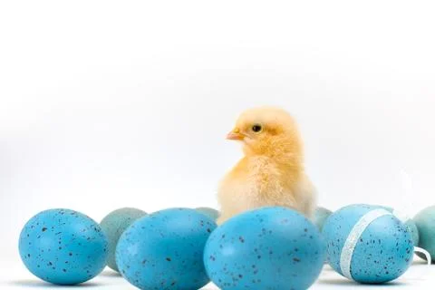 Yellow fluffy Easter chick amid blue speckled eggs Stock Photos