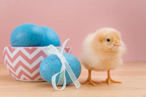 Yellow fluffy Easter chick looks at camera with blue speckled eggs Stock Photos