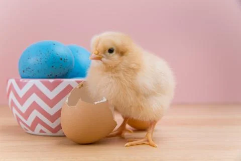 Yellow fluffy Easter chick looks at camera with egg shell Stock Photos