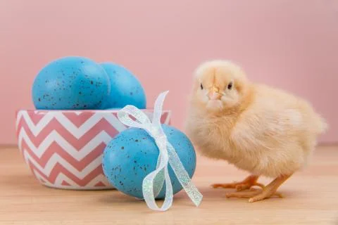 Yellow fluffy Easter chick on pink with blue speckled eggs Stock Photos
