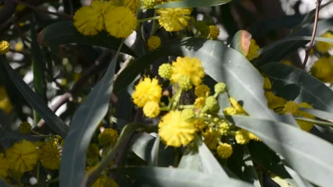 Yellow fluffy flowers on a tree branch Видео 150703248