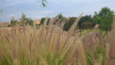 Yellow fluffy grass moving on a wind Stock Footage 97498062