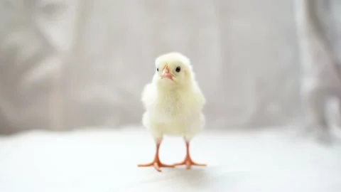 Yellow fluffy newborn chick standing and watching camera, horizontal 4k footage. Stock Footage 204791202