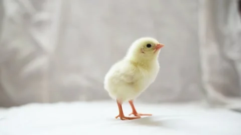 Yellow fluffy newborn chick standing and watching camera, horizontal 4k footage. Stock Footage 204995341