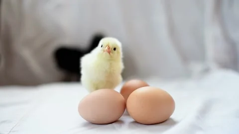 Yellow fluffy newborn chick standing near eggs and watching camera, horizontal 4 Stock Footage 232787056