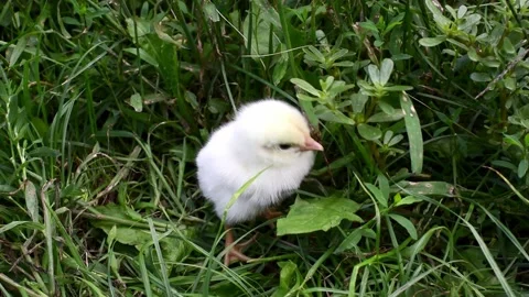 Yellow fluffy newborn chick standing in grass, horizontal 4k footage. Video stock 232787215