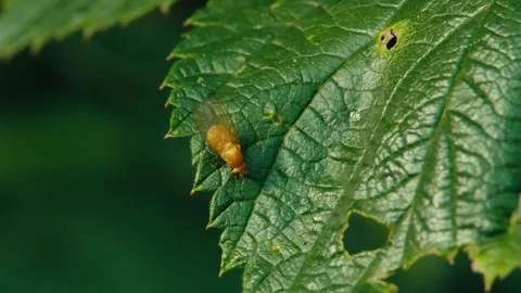 Yellow Fly Crawling on Leaf – Macro Nature Insect Close Up Stock Footage 336212579