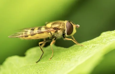 Yellow fly on green leaf. Stock Photos