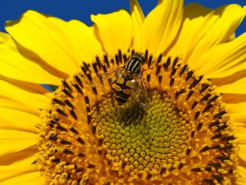 The yellow fly on a sunflower Stock Photos