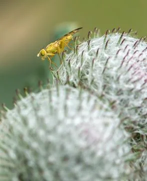 Yellow fly on thistle head Stock Photos