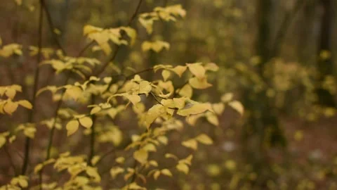 Yellow foliage on branches close-up in the forest. Stock Footage 147040725