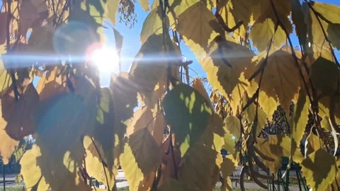 Yellow foliage develops in the wind with a glare from the sun Video stock 292990429