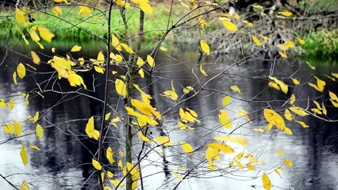 Yellow foliage flutters in the wind Stock-Footage 142707935