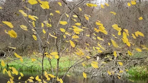 Yellow foliage flutters in the wind Video stock 142710363