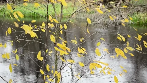 Yellow foliage flutters in the wind Stock-Footage 142711575