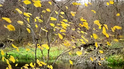 Yellow foliage flutters in the wind Stock-Footage 142711995