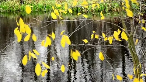 Yellow foliage flutters in the wind Stock-Footage 142726251